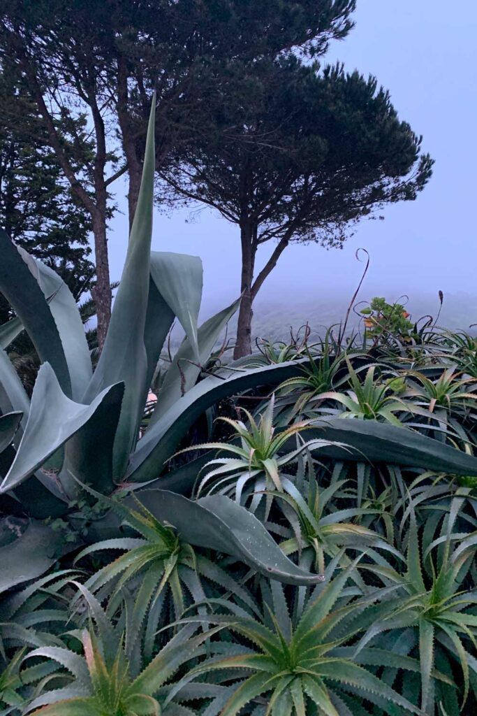 photo of thick fog, succulents, and trees at night in Azoia, Portugal