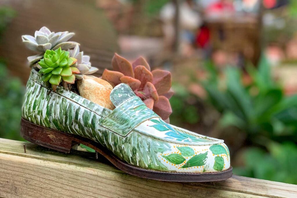 a photo of succulents in a white and green painted shoe at Moinho Dom Quixote in Azoia, Portugal