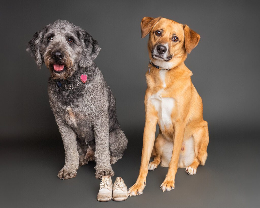 a doodle and Shepard pose with baby shoes in a pet portrait studio in Denver