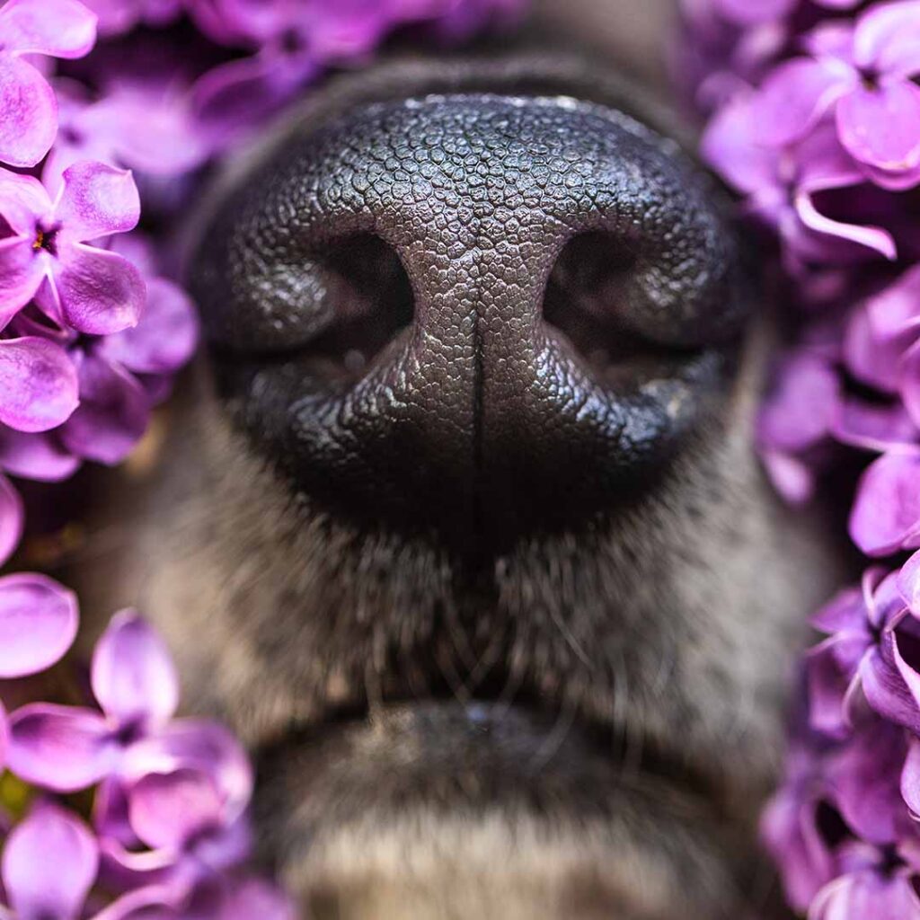 macro photograph of dog nose surrounded by lilac flowers as a portrait session with Melanie Witt Photography in Denver, Colorado